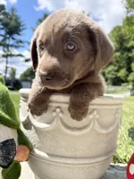 Ready to Go AKC Silver Labrador Retriever , a male Labrador Retriever for sale in White Sulphur Springs, WV – 1 of 2
