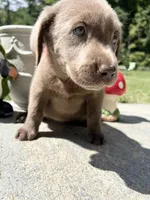 Ready to Go AKC Silver Labrador Retriever , a male Labrador Retriever for sale in White Sulphur Springs, WV – 2 of 2