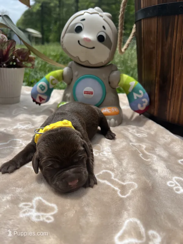 AKC Chocolate Labrador Retriever  – Labrador Retriever puppy for sale in White Sulphur Springs, WV
