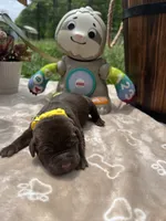 AKC Chocolate Labrador Retriever , a female Labrador Retriever for sale in White Sulphur Springs, WV – 1 of 2