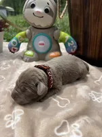 AKC Silver Labrador Retriever , a male Labrador Retriever for sale in White Sulphur Springs, WV – 2 of 2