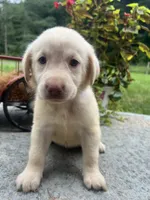 Ready to Go AKC Labrador Retriever , a female Labrador Retriever for sale in White Sulphur Springs, WV – 2 of 2