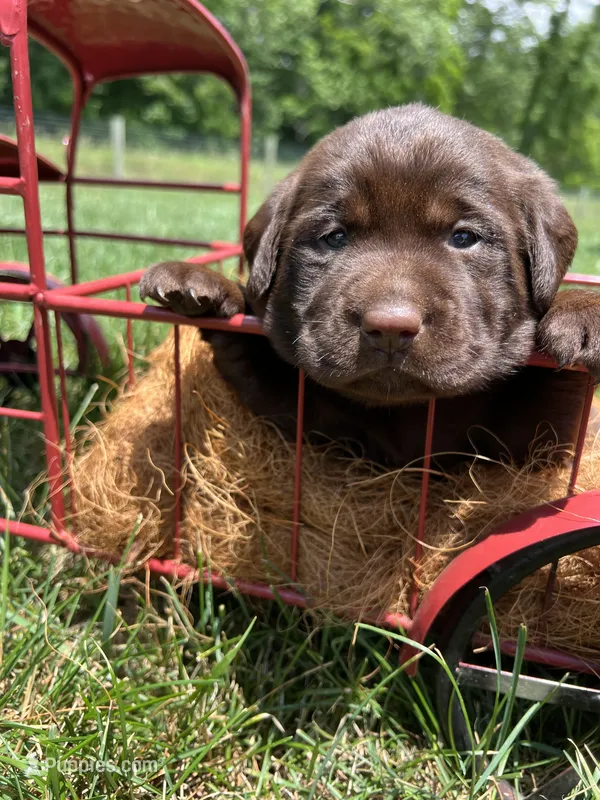 AKC Chocolate Labrador Retriever  – Labrador Retriever puppy for sale in White Sulphur Springs, WV