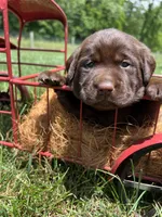 AKC Chocolate Labrador Retriever , a male Labrador Retriever for sale in White Sulphur Springs, WV – 1 of 2