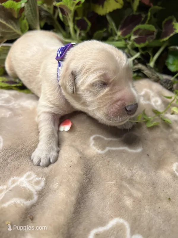 AKC Golden Retriever  – Golden Retriever puppy for sale in White Sulphur Springs, WV