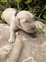 AKC Golden Retriever , a female Golden Retriever for sale in White Sulphur Springs, WV – 1 of 2