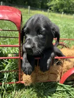 AKC Labrador Retriever , a female Labrador Retriever for sale in White Sulphur Springs, WV – 1 of 2