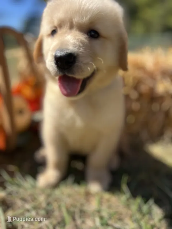 Ready to Go Home AKC Golden Retriever  – Golden Retriever puppy for sale in White Sulphur Springs, WV