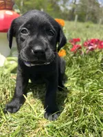 Ready to Go Black Labrador Retriever , a female Labrador Retriever for sale in White Sulphur Springs, WV – 1 of 2