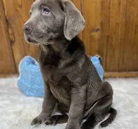 Discounted AKC Silver Labrador Retriever , a male Labrador Retriever for sale in White Sulphur Springs, WV – 3 of 3