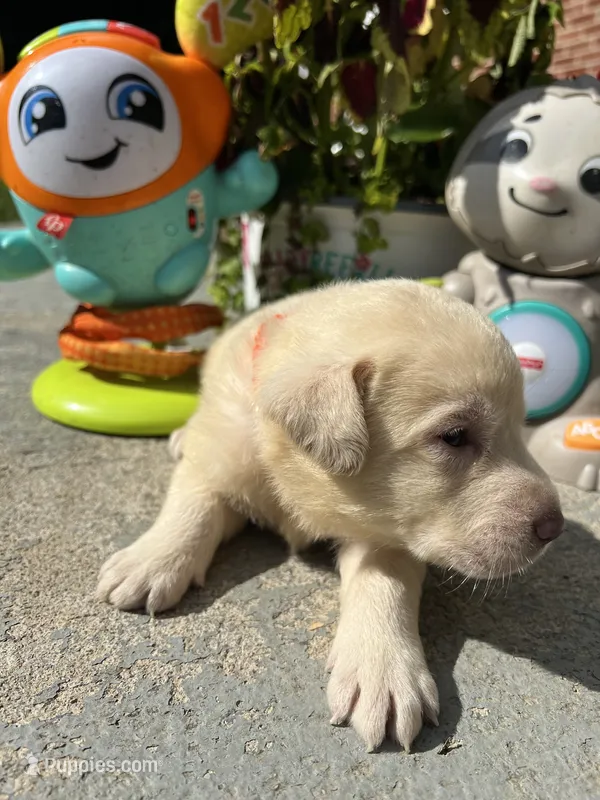 Ready to Go AKC Labrador Retriever  – Labrador Retriever puppy for sale in White Sulphur Springs, WV