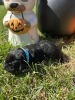 AKC Black Labrador Retriever , a male Labrador Retriever for sale in White Sulphur Springs, WV – 2 of 2