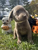Ready to Go Home AKC Silver Labrador Retriever , a male Labrador Retriever for sale in White Sulphur Springs, WV – 2 of 2