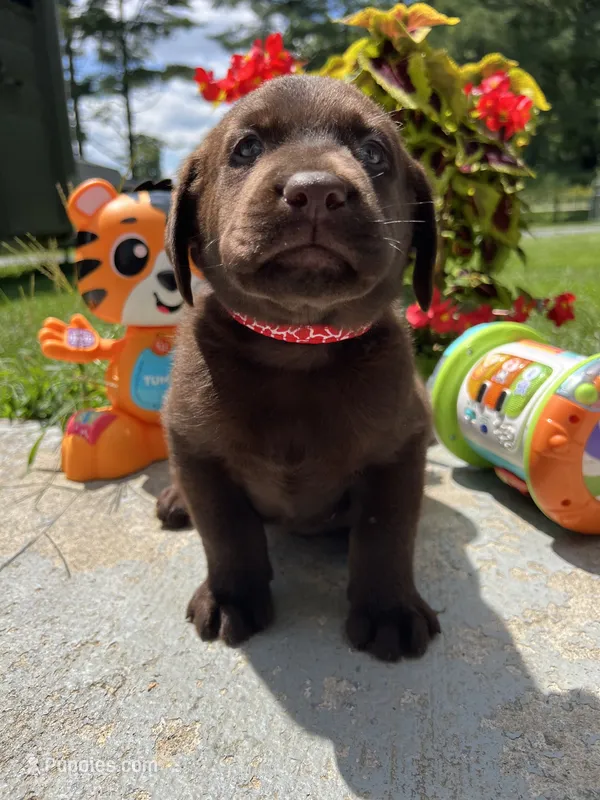 AKC Labrador Retriever  – Labrador Retriever puppy for sale in White Sulphur Springs, WV