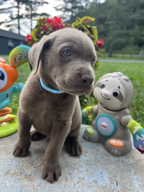 Ready to Go Silver AKC Labrador Retriever  – Labrador Retriever puppy for sale in White Sulphur Springs, WV
