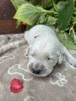 AKC Golden Retriever , a male Golden Retriever for sale in White Sulphur Springs, WV – 2 of 2