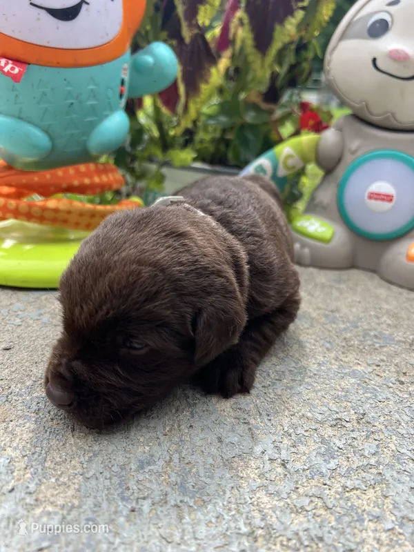 AKC Labrador Retriever  – Labrador Retriever puppy for sale in White Sulphur Springs, WV
