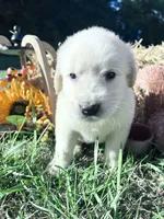 Discounted AKC Russian Cream Golden Retriever , a male Golden Retriever for sale in White Sulphur Springs, WV – 2 of 4