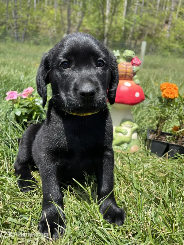 Discounted Ready to Go AKC Labrador Retriever  – Labrador Retriever puppy for sale in White Sulphur Springs, WV