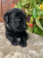 AKC Black Labrador Retriever , a female Labrador Retriever for sale in White Sulphur Springs, WV – 1 of 2