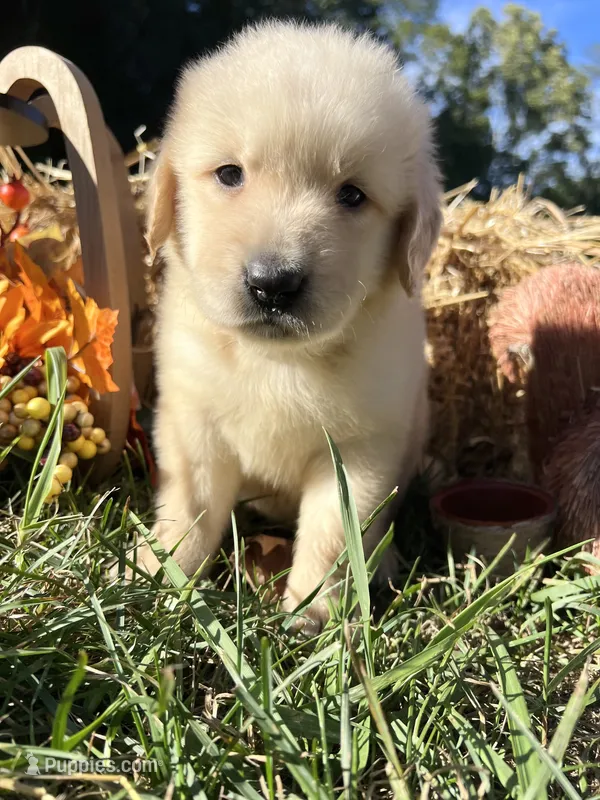 Discounted Russian Golden Retriever  – Golden Retriever puppy for sale in White Sulphur Springs, WV