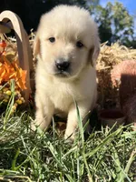 Discounted Russian Golden Retriever , a male Golden Retriever for sale in White Sulphur Springs, WV – 1 of 2