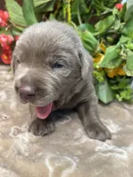 AKC Silver Labrador Retriever , a male Labrador Retriever for sale in White Sulphur Springs, WV – 2 of 2