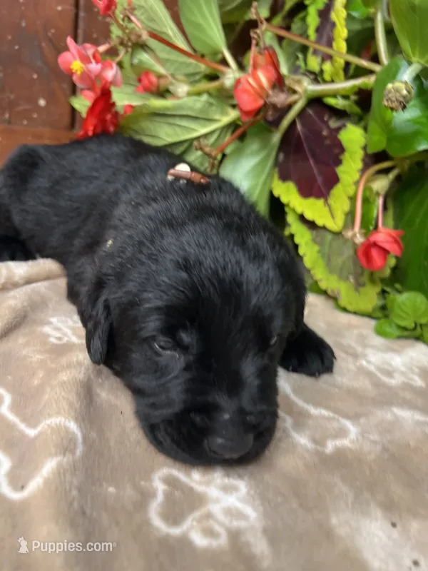 AKC Black Labrador Retriever  – Labrador Retriever puppy for sale in White Sulphur Springs, WV