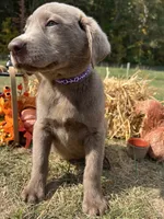 Discounted Ready to Go Labrador Retriever , a female Labrador Retriever for sale in White Sulphur Springs, WV – 2 of 2