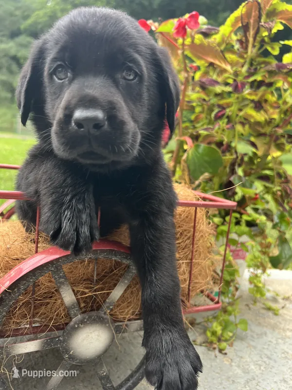 Ready to Go AKC Labrador Retriever  – Labrador Retriever puppy for sale in White Sulphur Springs, WV