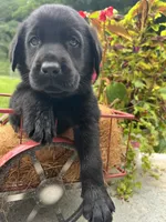 Ready to Go AKC Labrador Retriever , a male Labrador Retriever for sale in White Sulphur Springs, WV – 1 of 2