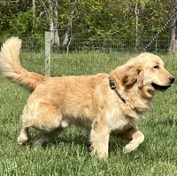 Expecting AKC Golden Retriever , a  Golden Retriever for sale in White Sulphur Springs, WV – 3 of 3