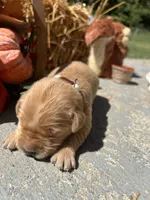 AKC Golden Retriever , a male Golden Retriever for sale in White Sulphur Springs, WV – 2 of 2