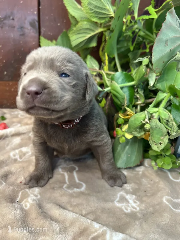 AKC Silver Labrador Retriever  – Labrador Retriever puppy for sale in White Sulphur Springs, WV