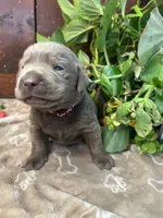 AKC Silver Labrador Retriever , a male Labrador Retriever for sale in White Sulphur Springs, WV – 1 of 2