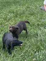 Discounted AKC Chocolate Labrador Retriever , a female Labrador Retriever for sale in White Sulphur Springs, WV – 4 of 6