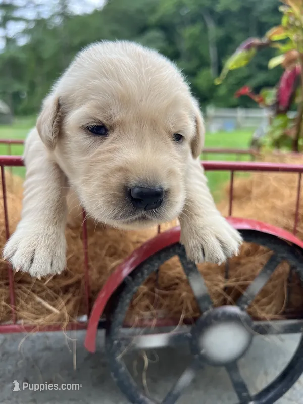 AKC Golden Retriever  – Golden Retriever puppy for sale in White Sulphur Springs, WV