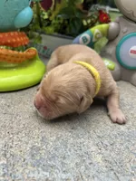 AKC Golden Retriever , a female Golden Retriever for sale in White Sulphur Springs, WV – 2 of 2