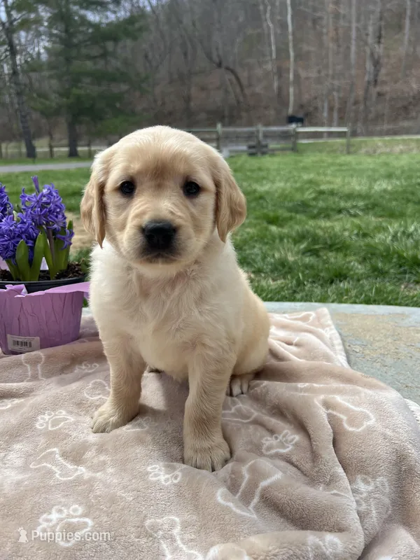 Expecting AKC Golden Retriever  – Golden Retriever puppy for sale in White Sulphur Springs, WV