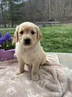 Expecting AKC Golden Retriever , a  Golden Retriever for sale in White Sulphur Springs, WV – Photo 1 of 3