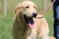 Expecting AKC Golden Retriever , a  Golden Retriever for sale in White Sulphur Springs, WV – Photo 2 of 3