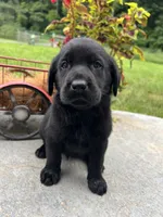Ready to Go AKC Black Labrador Retriever , a male Labrador Retriever for sale in White Sulphur Springs, WV – 2 of 2