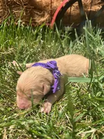 AKC Golden Retriever , a female Golden Retriever for sale in White Sulphur Springs, WV – 2 of 2