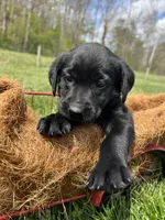 Ready to Go AKC Labrador Retriever , a female Labrador Retriever for sale in White Sulphur Springs, WV – 2 of 2