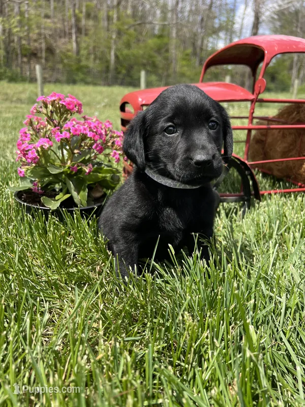 Ready to Go AKC Labrador Retriever  – Labrador Retriever puppy for sale in White Sulphur Springs, WV