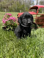 Ready to Go AKC Labrador Retriever , a female Labrador Retriever for sale in White Sulphur Springs, WV – 1 of 2