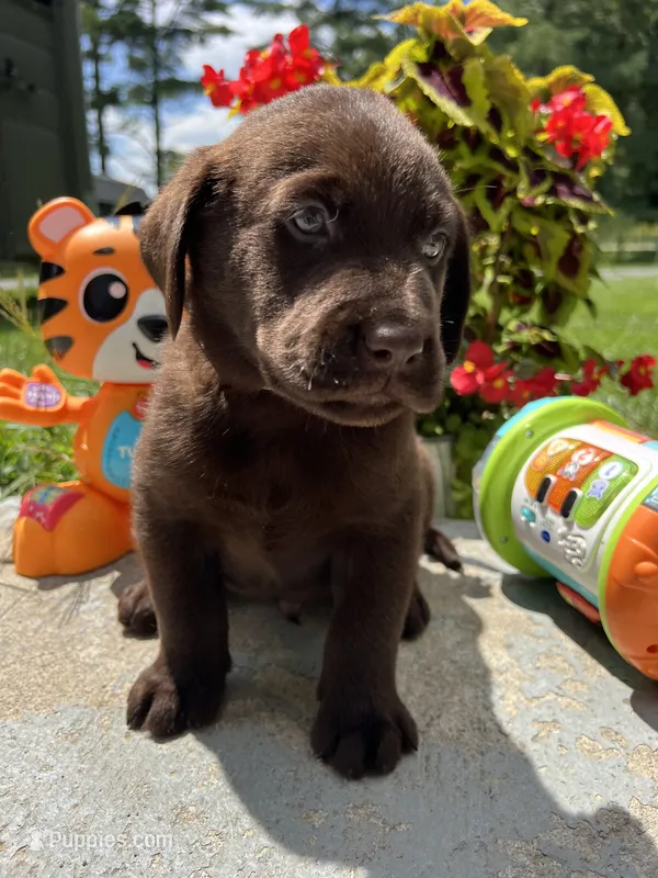 AKC Labrador Retriever  – Labrador Retriever puppy for sale in White Sulphur Springs, WV