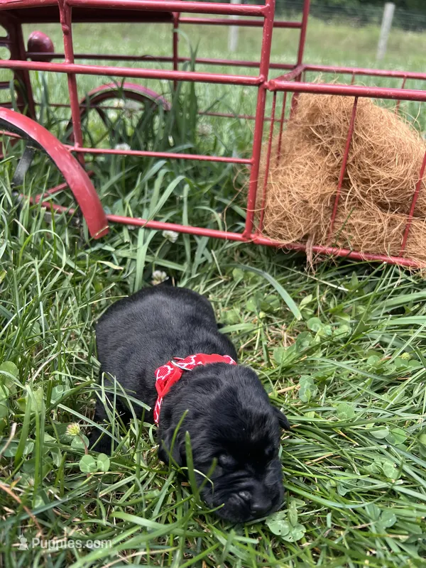 AKC Black Labrador Retriever  – Labrador Retriever puppy for sale in White Sulphur Springs, WV