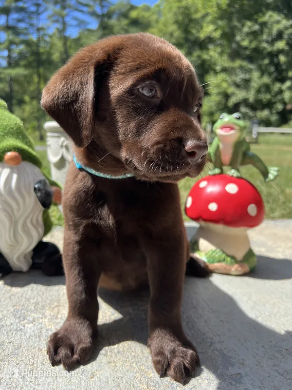 AKC Labrador Retriever  – Labrador Retriever puppy for sale in White Sulphur Springs, WV