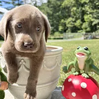 Ready to Go Home AKC Silver Labrador Retriever , a male Labrador Retriever for sale in White Sulphur Springs, WV – 2 of 2